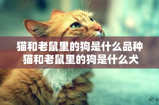 貓和老鼠里的狗是什么品種 貓和老鼠里的狗是什么犬