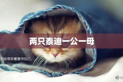兩只泰迪一公一母