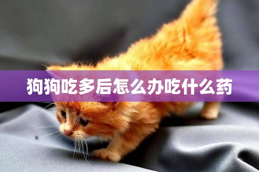 狗狗吃多后怎么辦吃什么藥