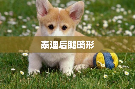 泰迪后腿畸形