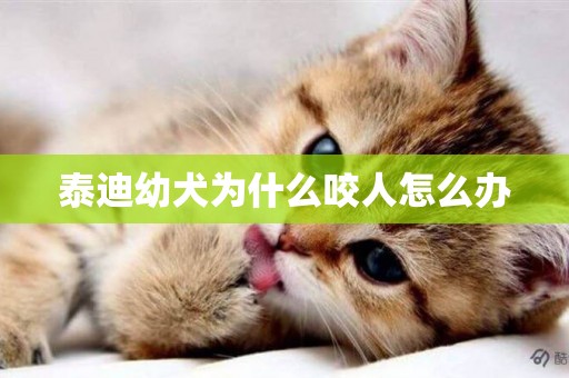 泰迪幼犬為什么咬人怎么辦
