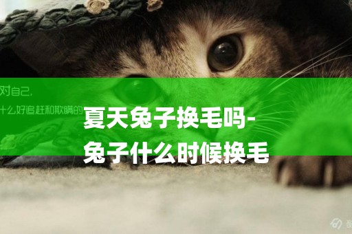 夏天兔子換毛嗎-
兔子什么時候換毛