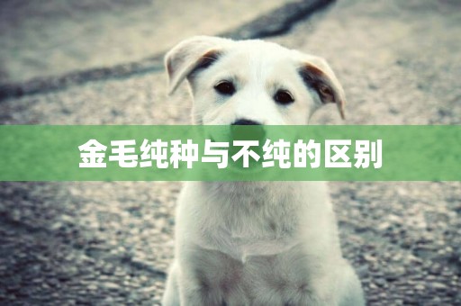 金毛純種與不純的區別