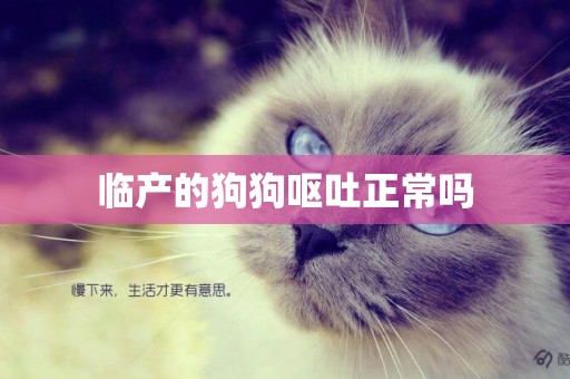 臨產的狗狗嘔吐正常嗎