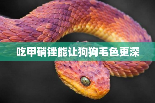 吃甲硝銼能讓狗狗毛色更深
