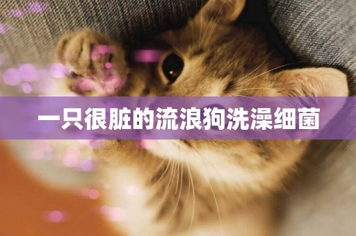 一只很臟的流浪狗洗澡細菌