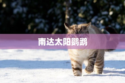 南達太陽鸚鵡