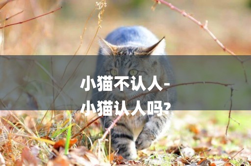 小貓不認人-
小貓認人嗎?