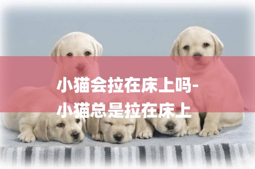 小貓會拉在床上嗎-
小貓總是拉在床上