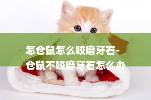 怎倉鼠怎么咬磨牙石-
倉鼠不咬磨牙石怎么辦