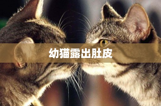 幼貓露出肚皮