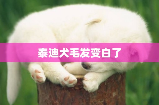 泰迪犬毛發變白了