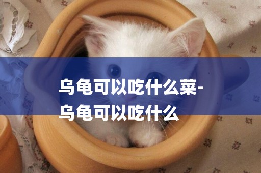 烏龜可以吃什么菜-
烏龜可以吃什么