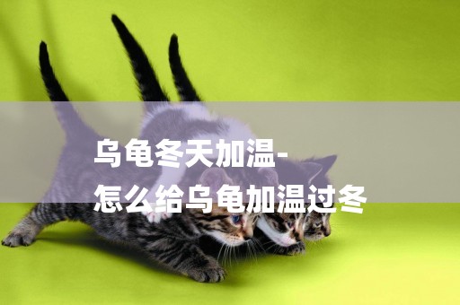 烏龜冬天加溫-
怎么給烏龜加溫過冬