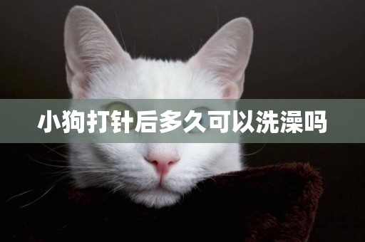 小狗打針后多久可以洗澡嗎