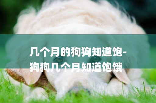 幾個月的狗狗知道飽-
狗狗幾個月知道飽餓