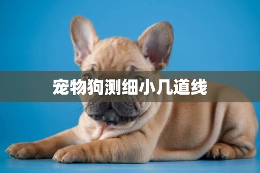 寵物狗測細小幾道線