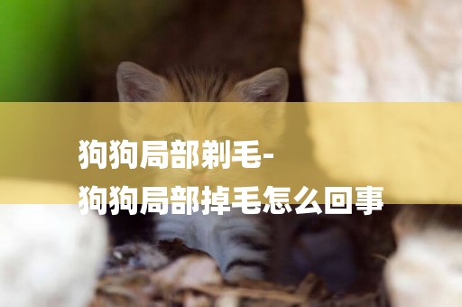 狗狗局部剃毛-
狗狗局部掉毛怎么回事