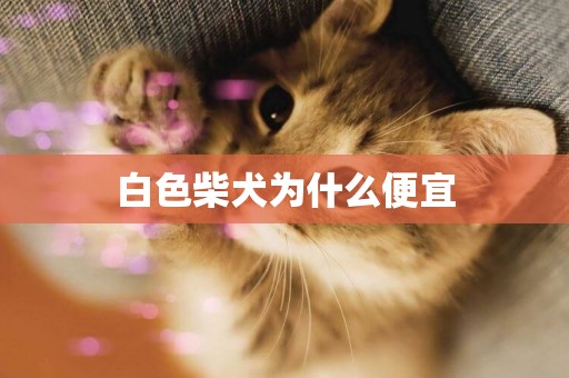 白色柴犬為什么便宜