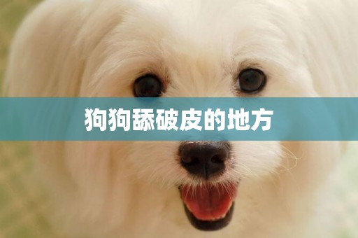 狗狗舔破皮的地方