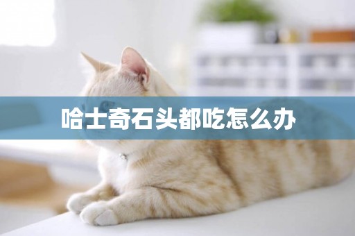哈士奇石頭都吃怎么辦