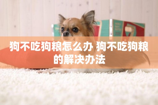 狗不吃狗糧怎么辦 狗不吃狗糧的解決辦法
