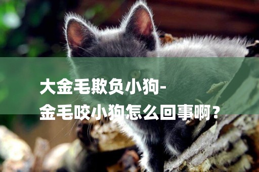大金毛欺負小狗-
金毛咬小狗怎么回事啊？