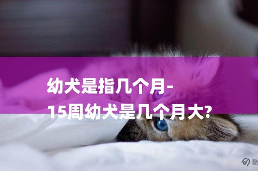幼犬是指幾個月-
15周幼犬是幾個月大?