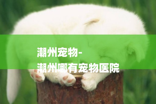 潮州寵物-
潮州哪有寵物醫院