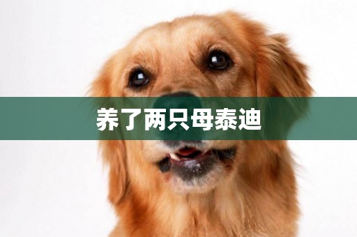 養了兩只母泰迪