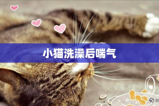 小貓洗澡后喘氣