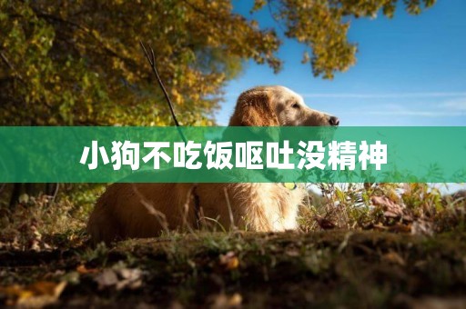 小狗不吃飯嘔吐沒精神