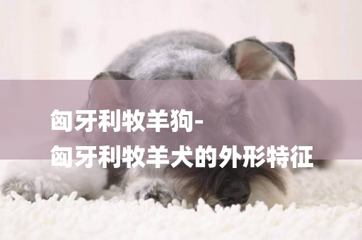 匈牙利牧羊狗-
匈牙利牧羊犬的外形特征