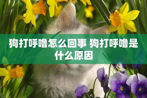 狗打呼嚕怎么回事 狗打呼嚕是什么原因