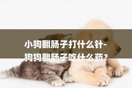 小狗翻腸子打什么針-
狗狗翻腸子吃什么藥？