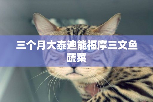 三個月大泰迪能福摩三文魚蔬菜