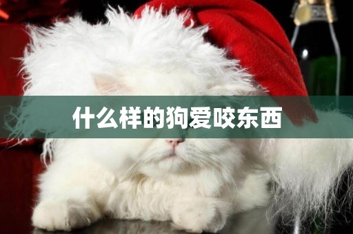 什么樣的狗愛咬東西