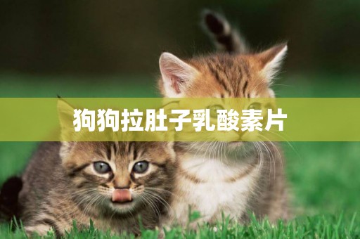 狗狗拉肚子乳酸素片