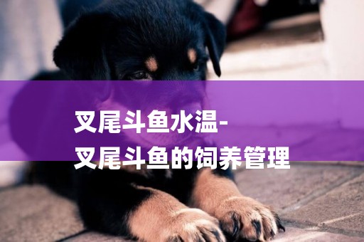 叉尾斗魚水溫-
叉尾斗魚的飼養管理