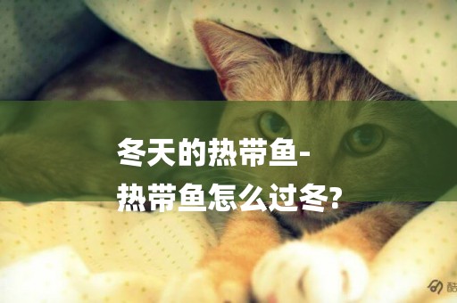 冬天的熱帶魚-
熱帶魚怎么過冬?