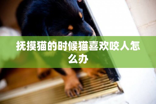 撫摸貓的時候貓喜歡咬人怎么辦