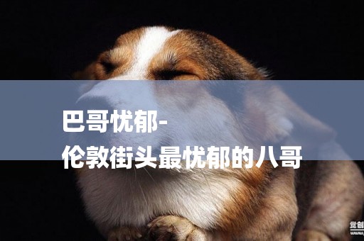 巴哥憂郁-
倫敦街頭最憂郁的八哥