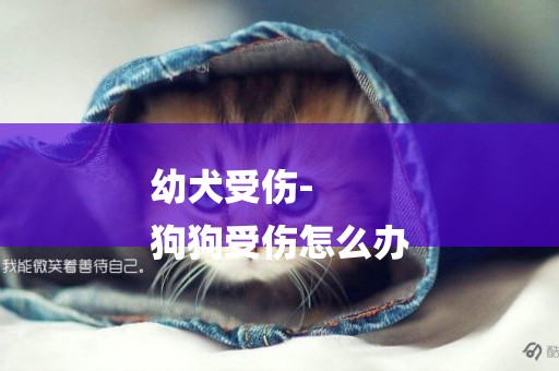 幼犬受傷-
狗狗受傷怎么辦