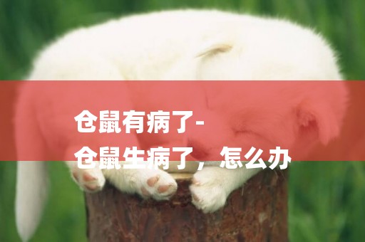倉鼠有病了-
倉鼠生病了，怎么辦