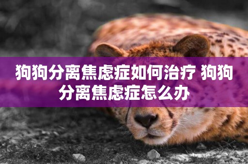 狗狗分離焦慮癥如何治療 狗狗分離焦慮癥怎么辦