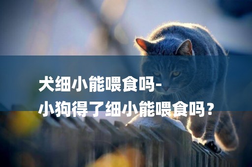 犬細小能喂食嗎-
小狗得了細小能喂食嗎？