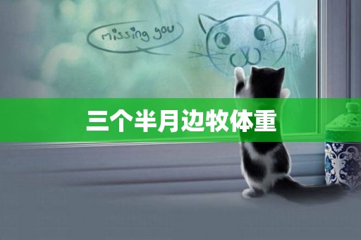 三個半月邊牧體重