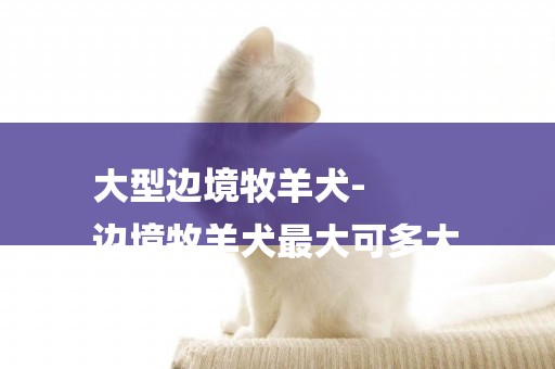 大型邊境牧羊犬-
邊境牧羊犬最大可多大