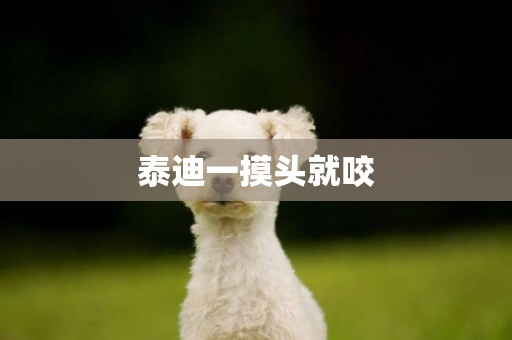 泰迪一摸頭就咬