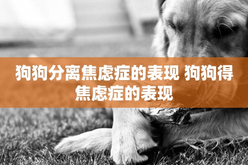 狗狗分離焦慮癥的表現 狗狗得焦慮癥的表現
